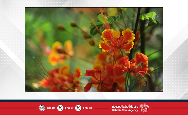 الطقس في مملكة البحرين