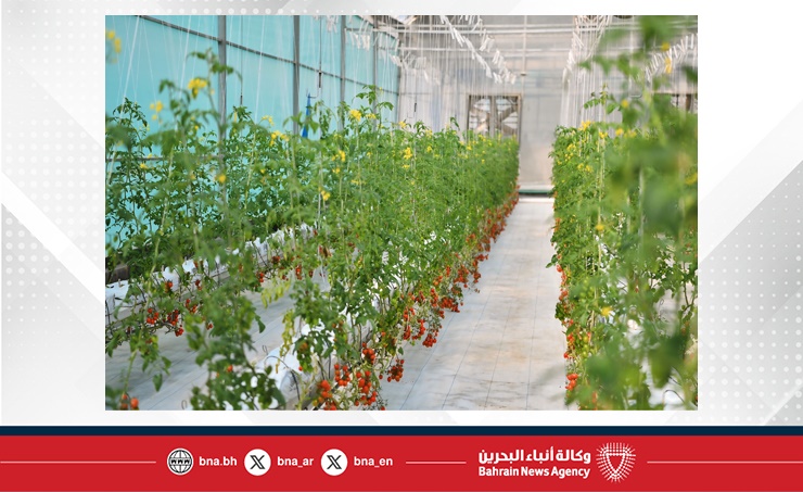 تضم 40 ألف متر مربع من البيوت المحمية الحديثة.. وزير شؤون البلديات والزراعة يزور مشروع دار أكو للاستزراع في هورة عالي ويتفقد أقسام الإنتاج