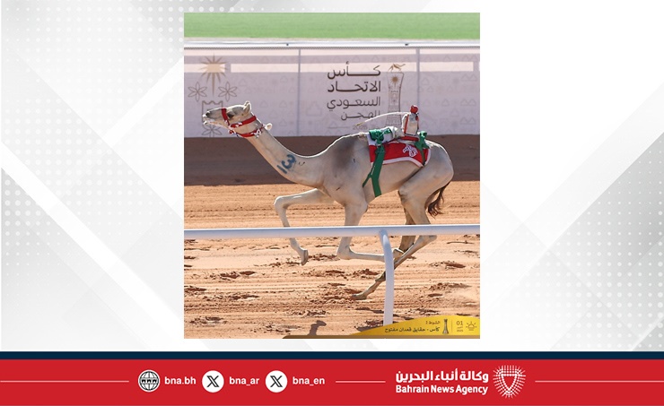 الهجن البحرينية تحقق 3 إنجازات في أول أيام كأس الاتحاد السعودي