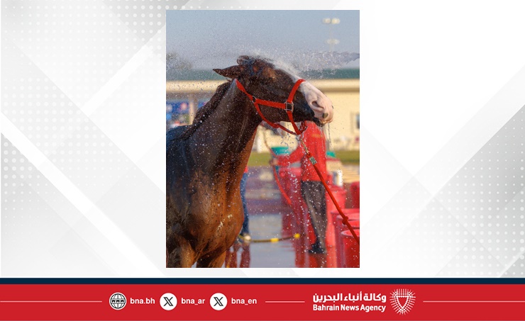 الفريق الملكي للقدرة يشارك في سباق بطولة المجموعة الإقليمية السابعة بأبوظبي