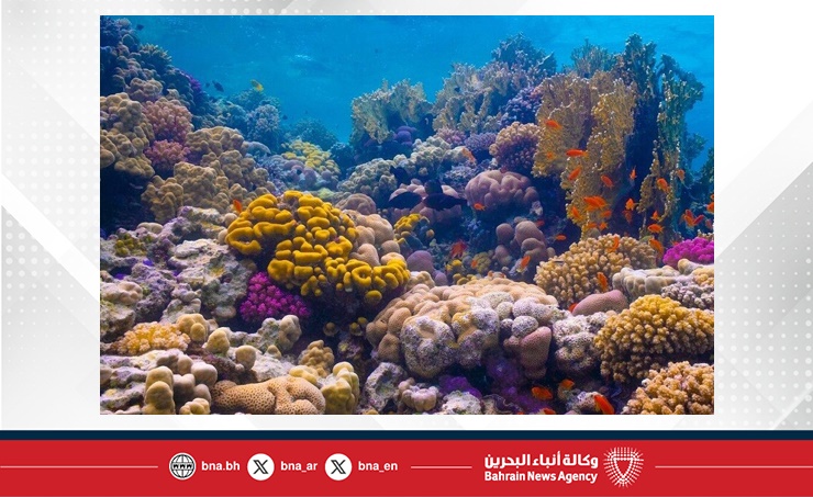 باحثون: الشعاب المرجانية عند "نقطة لا عودة" بسبب الاحترار العالمي